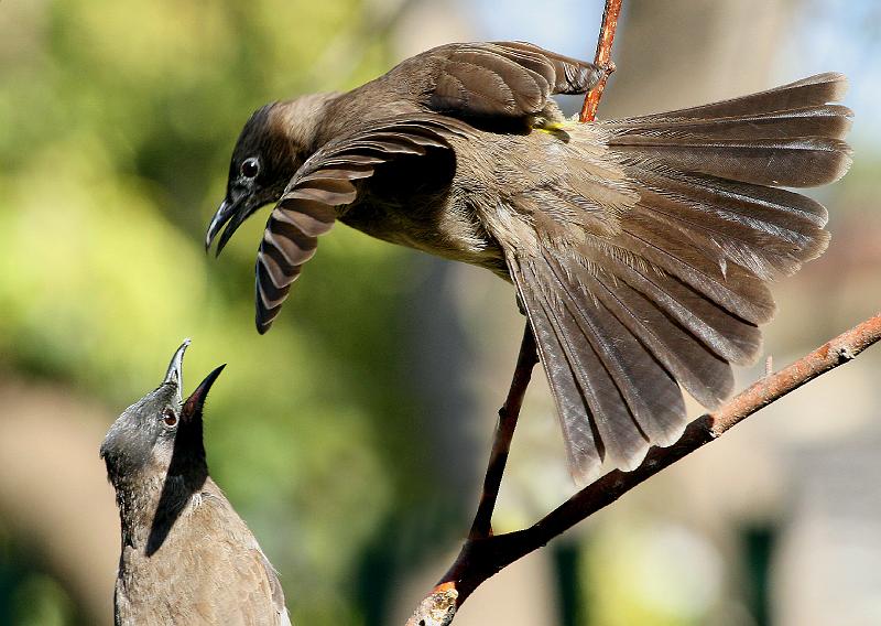 tiptolle baklei.jpg - OO hier is jy!...